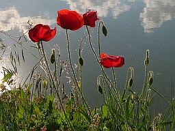 27. Mai, Vojvodina