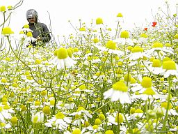 29. Mai, Kamillenfeld in der Vojvodina