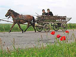 29. Mai, Vojvodina, nahe der Rumnischen Grenze