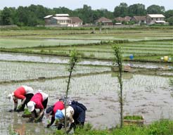 27.5.2007, Reisfelder am Kaspischen Meer bei Rasht